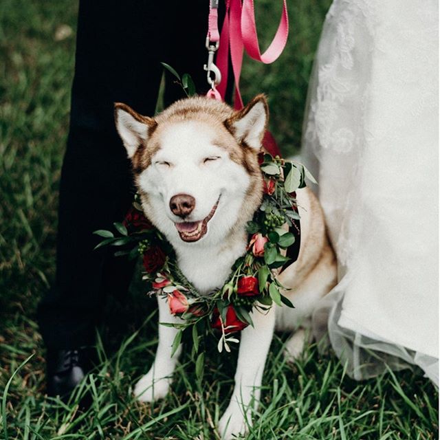 &ldquo;My parents are married!&rdquo; Here at Creekside, we are furry friendly for any ceremony! Don&rsquo;t forget to vote daily for Creekside Weddings &amp; Events for Best Reception Facility in Lincoln, NE. Voting ends February 24th. Photography: 