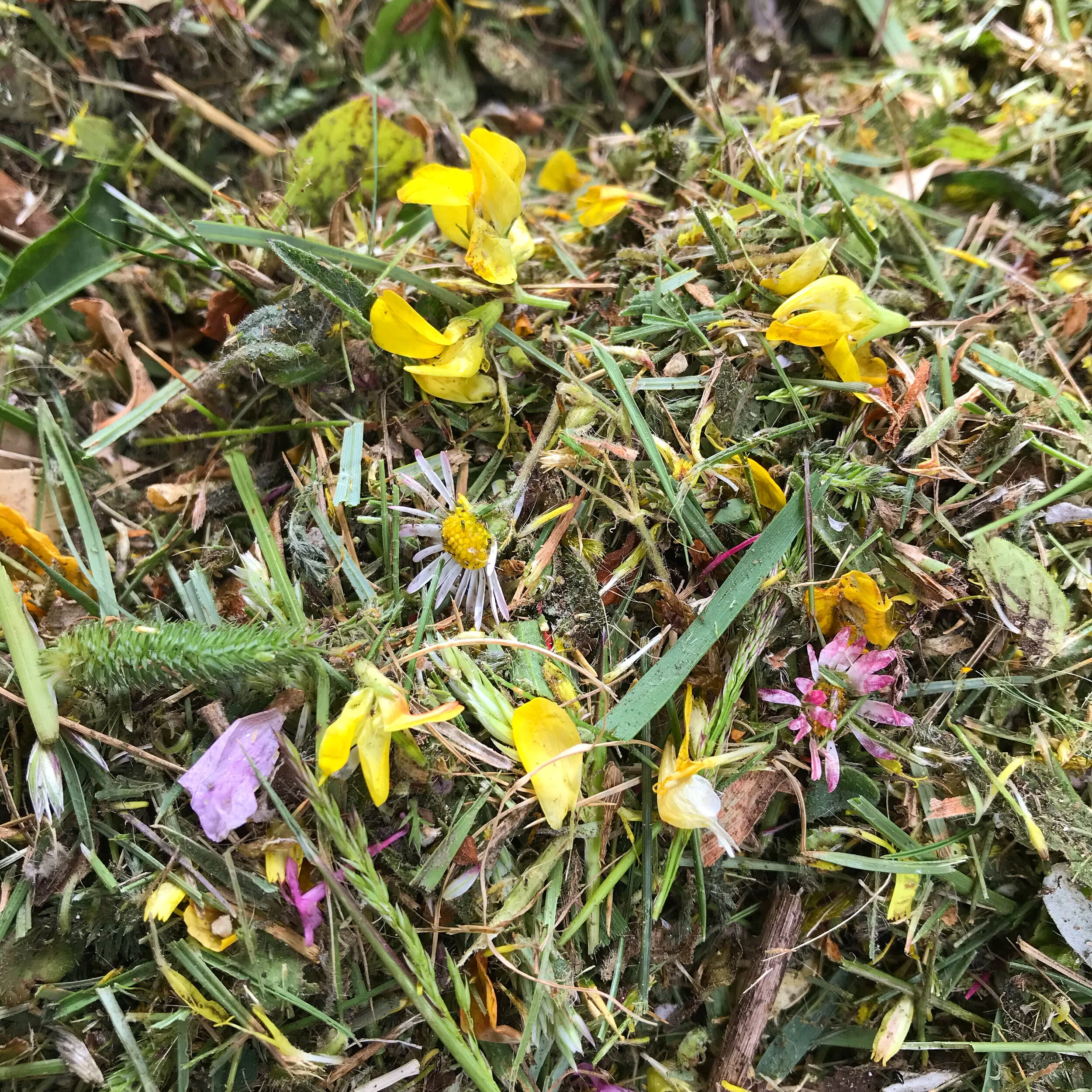 Plain Green Lawn? What a Yawn!