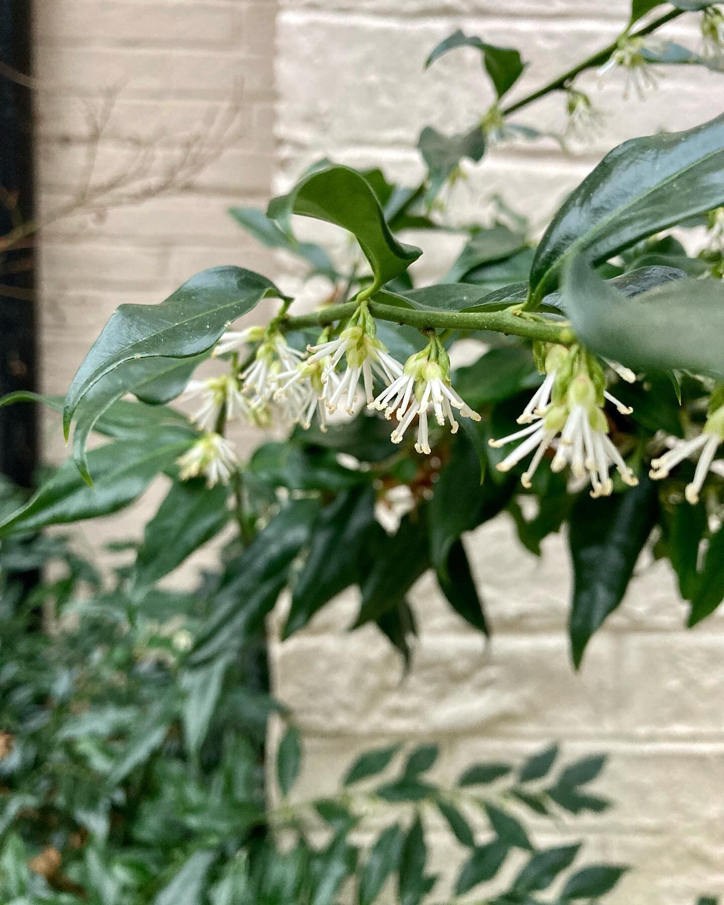 Don't worry we're in February and Spring is coming! Heady beautiful scent from Sarcococca confusa that we planted in a shady courtyard garden under Acer 'orange dream' with Hakonechloa macra ( they're both still sleeping) Stunning Crocus tommasinisnu