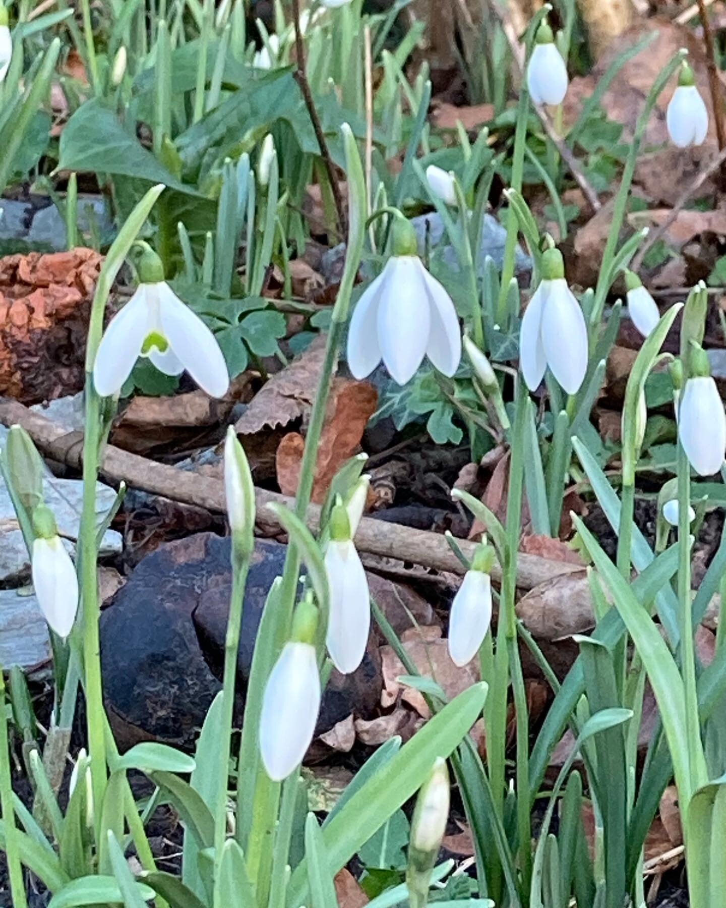 I forgot to share these beauties from last Monday in Westmeston. Why not wrap up and go and find some snowdrops weekend :) it's too early to rely on pollinators, although they enjoy visits from insects, they divide their bulbs which is why you see ve