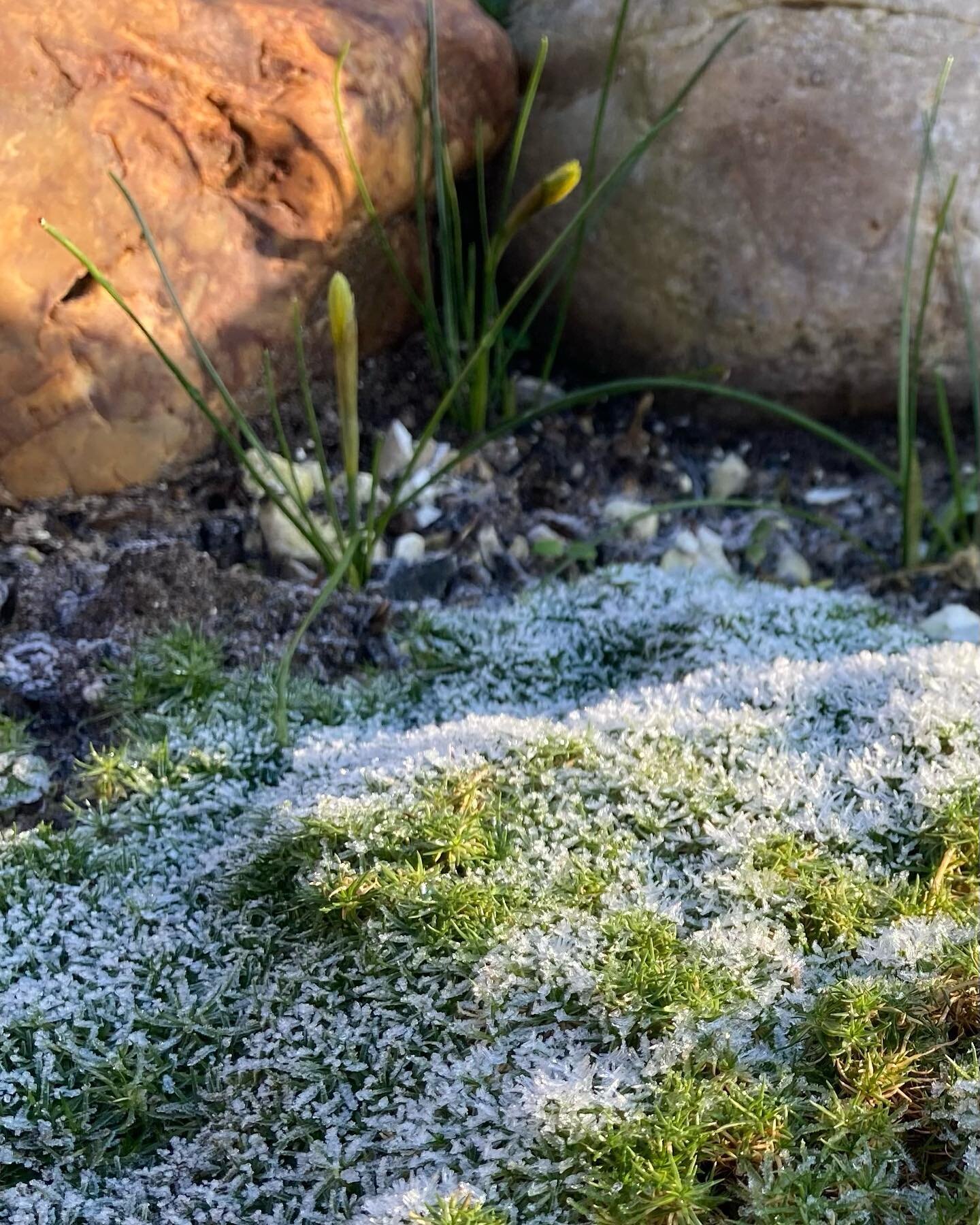 These stunning crisp frosty mornings are highlighting the wonderful textures in the miniature worlds of a rockery I planted up last year. It's doing so well, dispute the cold. We have lots of aplines and around 10 different sedums and plenty of these