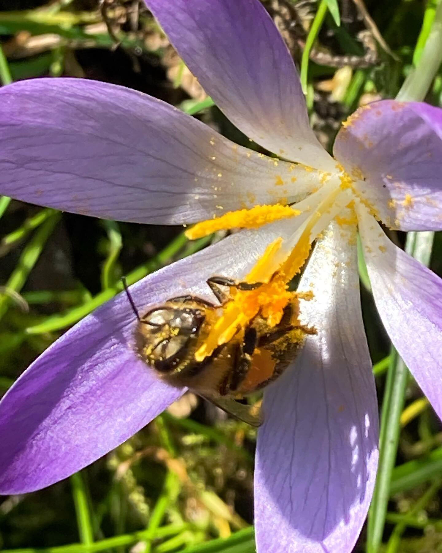 This honey bee is really getting stuck in, check out the pollen everywhere! Laden! 💛🧡💛🧡#honeybee #crocus #pollen #ditchling #springbulbs #organicgardening
