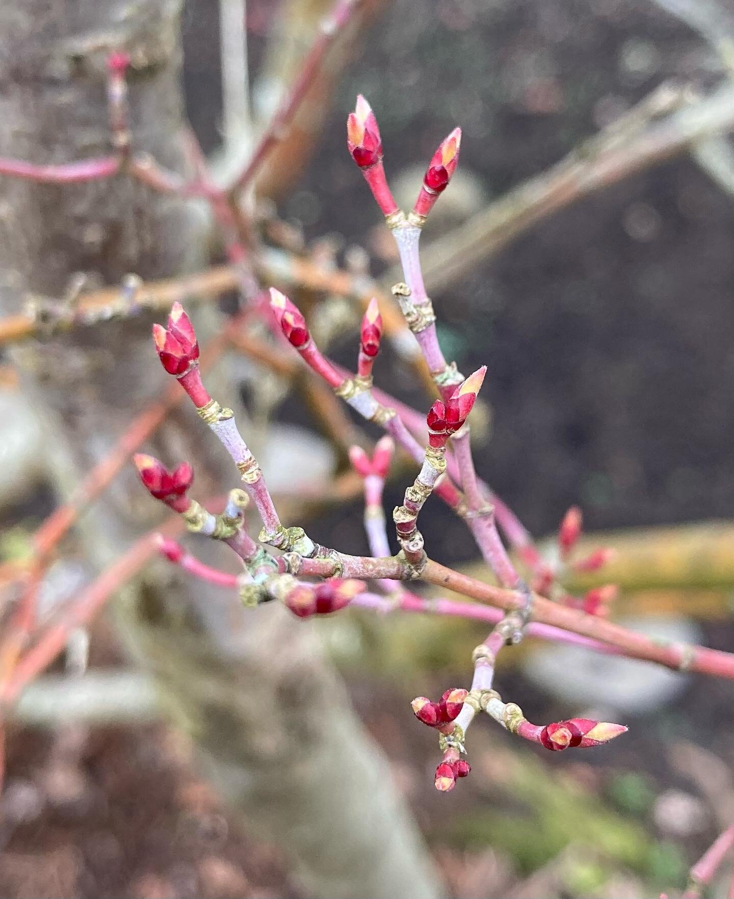 With all the gorgeous snowdrop pictures being posted I thought I'd show today's RED sightings instead of WHITE. Acer buds, Parrotia p&eacute;rsica ( Persian ironwood ) blossom, wind pollinated hazel flowers and catkins, beautiful burgeoning nature :)