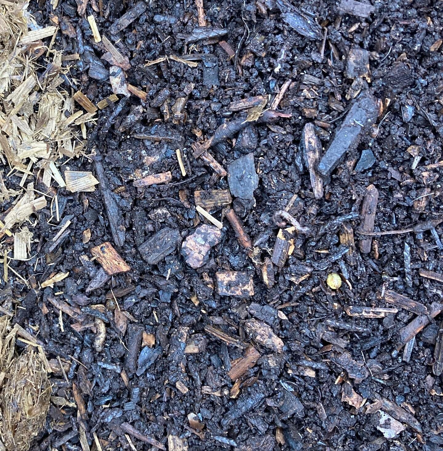 Loving looking close up into this compost from @compost.club - can you spot worms, worm eggs, microbe charged biochar, microarthropods? Packed full of life it will give a huge nutritional and microbe boost to the soil around the hellebores, geranium,