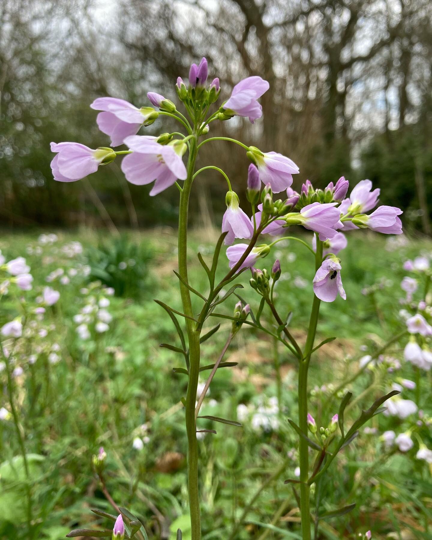 Had a wonderful moment in the sunshine researching and comparing several Cardamines today with @lady.birdgardening. I've got some for my salad tonight - what a beautiful aromatic watercress/ brassica flavour. The Caramine  pratensis ( meadow watercre