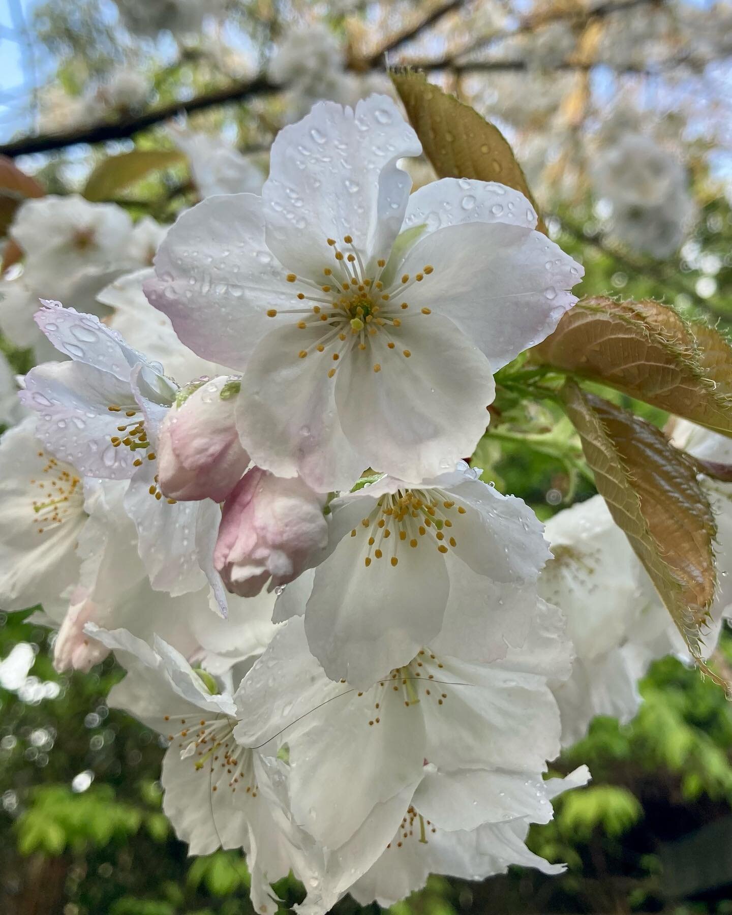 The perfect blossom, droplets of dew, blue sky, friends who you're lucky to work with. With @lady.birdgardening #blossom #dew #perfectpicture #organicgardening #naturesbest