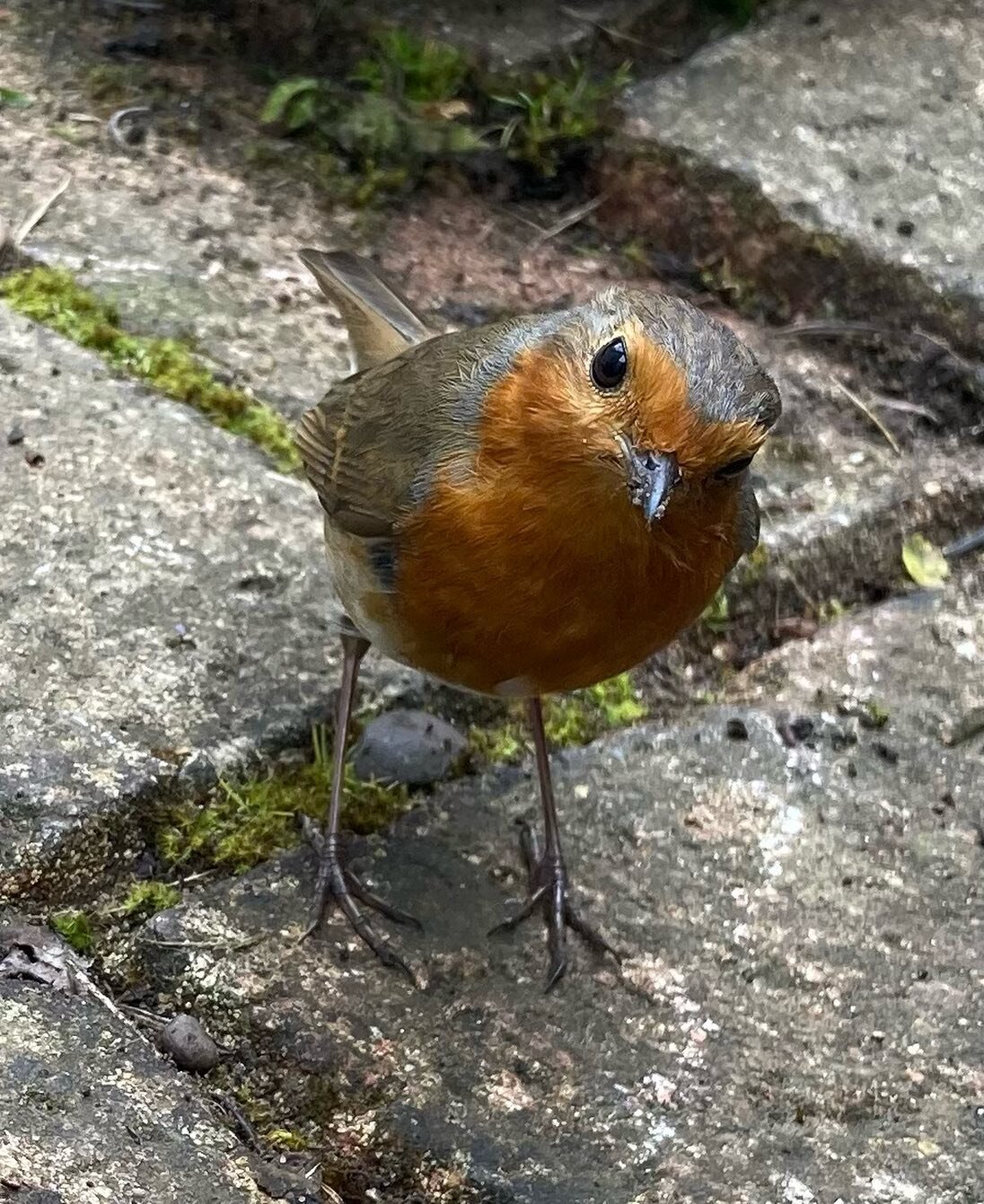 What an curious little friend I had with me today! Two #robin seemed to be tag teaming food collection. They lucked out with me today getting weeds out of the patio and revealing lots of tasty morsels. They returned to their nests with laden beaks ! 