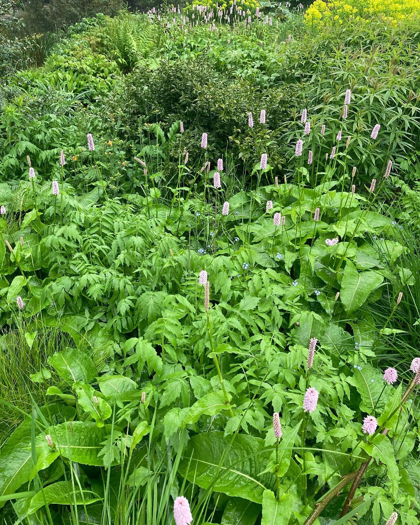 Some new fabulous planting textures at @thenewtinsomerset, loving the lily pad in the paving too and what biblical weather! Torrential! Like tropical hail! #nativeplants #shadeplants #verdant #hailstorm #newt #thenewtinsomerset