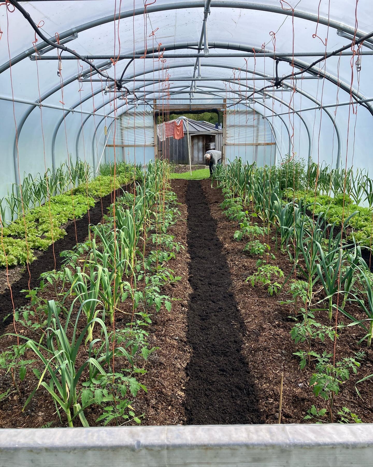I was excited to be invited to help @charles_dowding  this week at his #marketgarden - 'Homeacres' and I've learned so much about #nodig. What a diverse and hugely enjoyable week 🥬💚🌱
Some on the many highlights in pictures: planting and tying up o