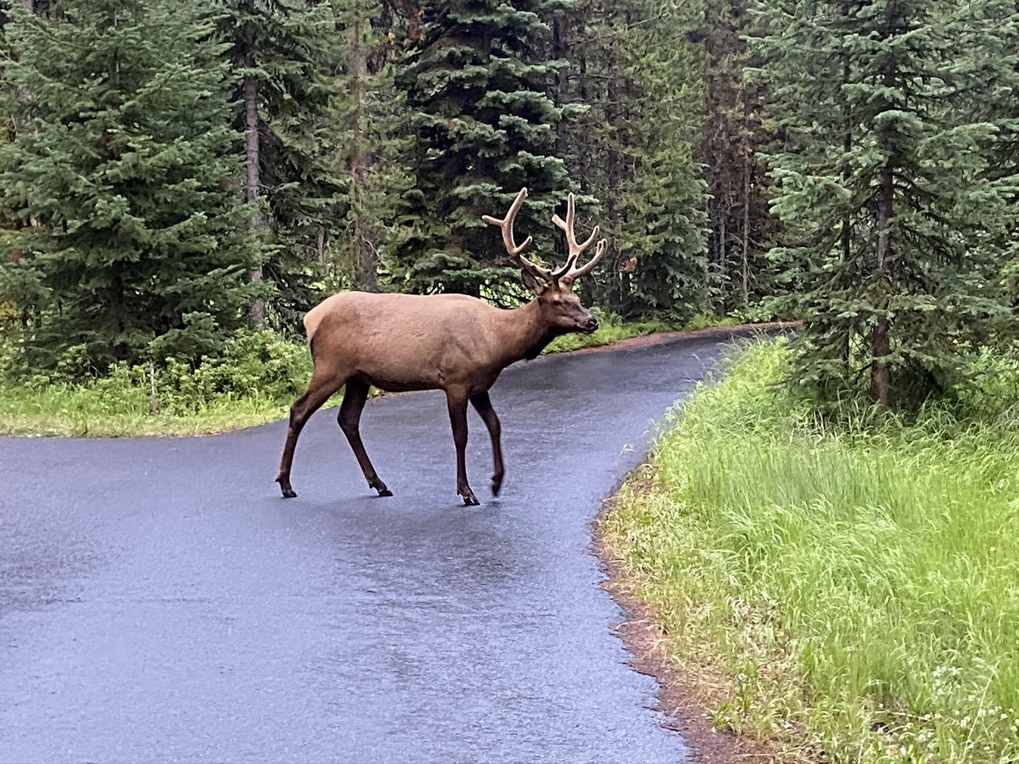 The elk that went right through our campsite!
