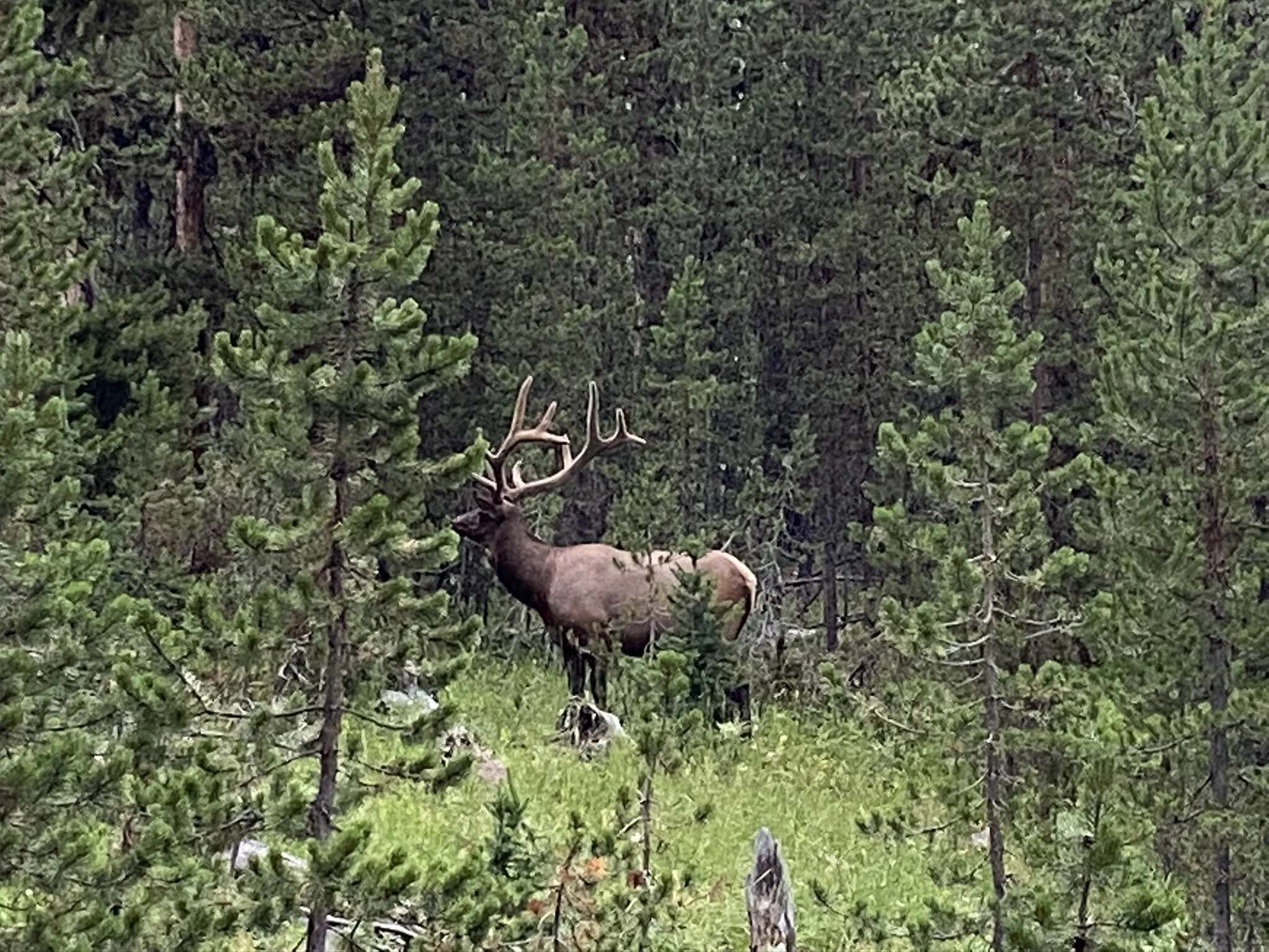 An elk on the side of the road on our way into Yellowstone!