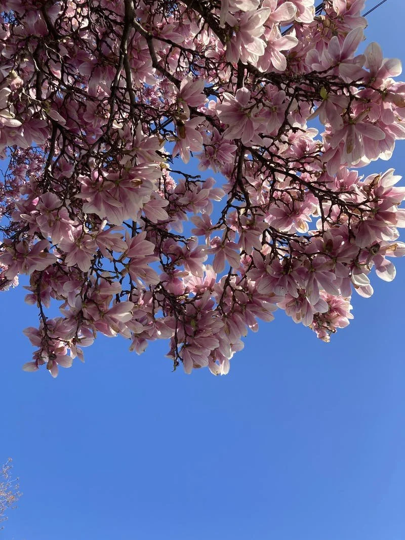 CHERRY BLOSSOMS, MAGNOLIAS, AND TULIPS OH MY!