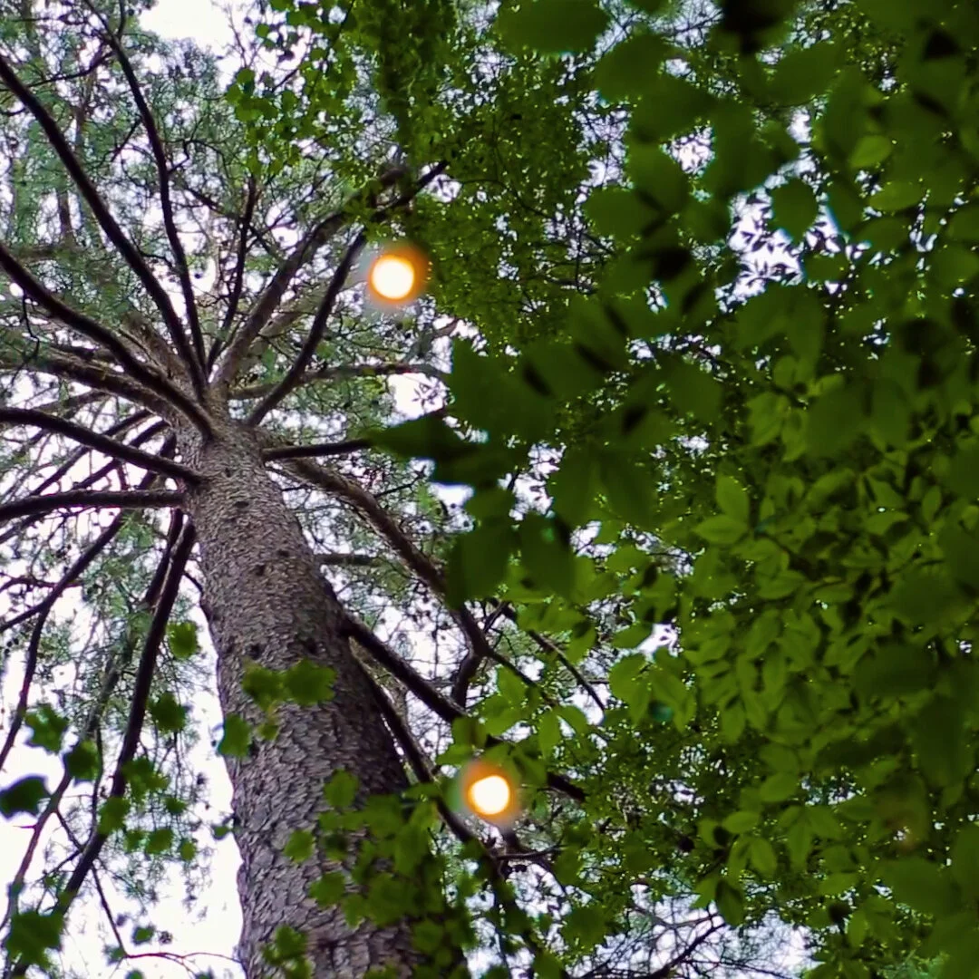   Atlanta Treehouse  