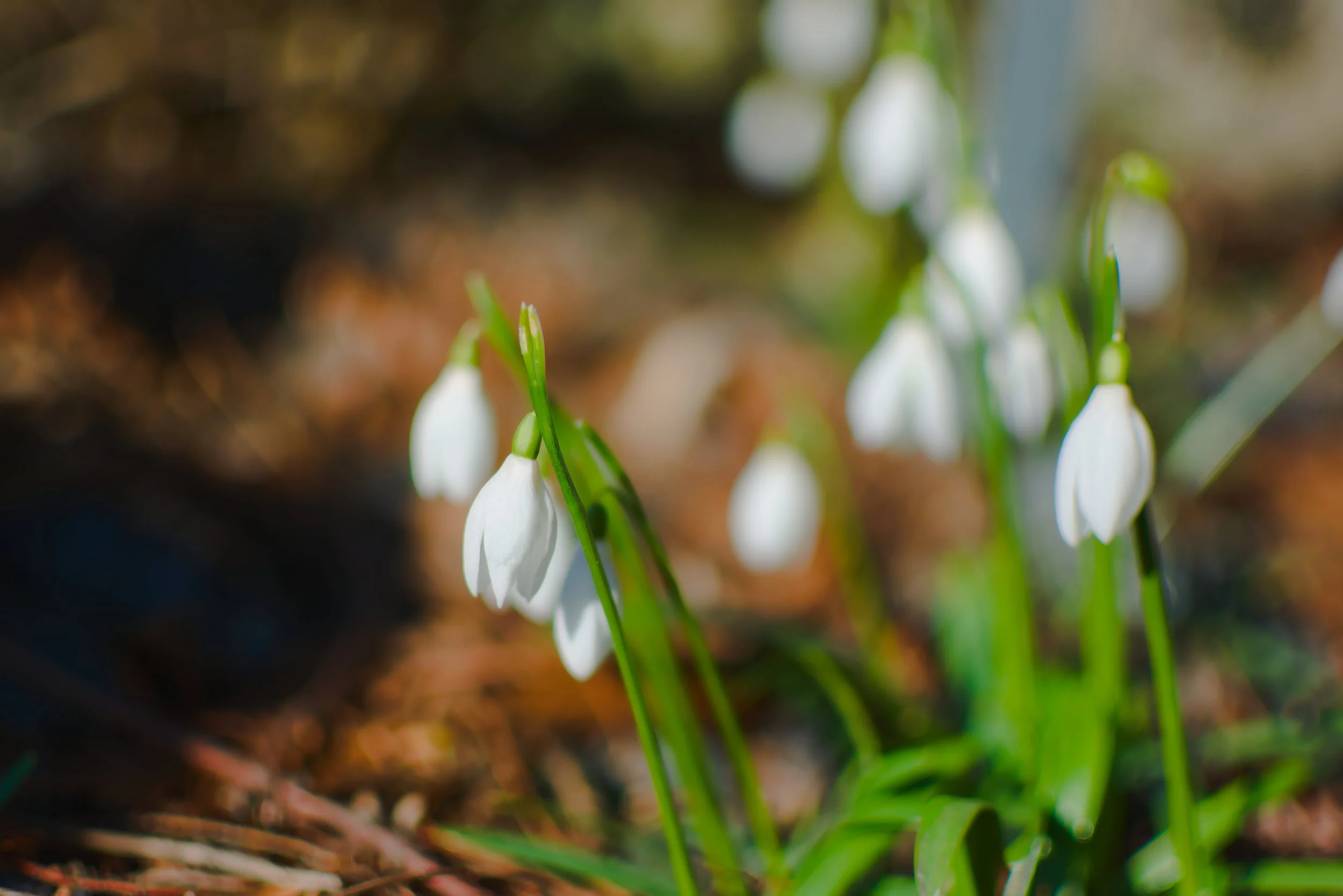 Flowers in the garden