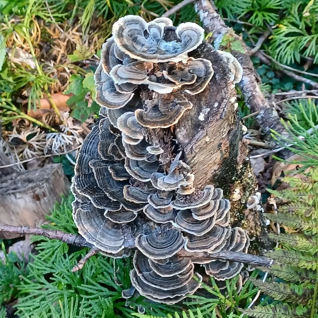 Inspired by  these #mushrooms I found on my property... like these #fungi,  #TrappedEmotions can come up in layers... and sometimes they &quot; go away&quot; for a #season.. but they are still there underground, and they come back. Much like  trapped