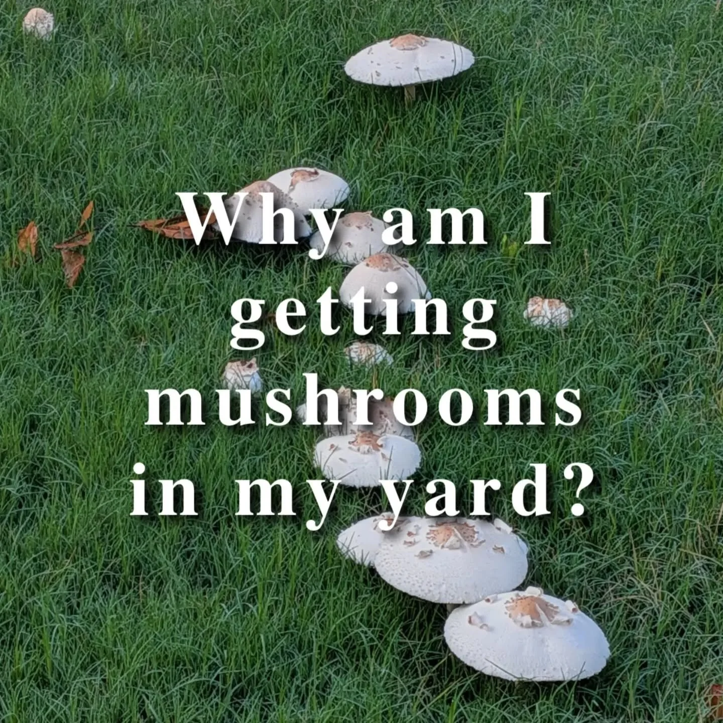 Wondering why mushrooms show up in your lawn or in your mulch?&nbsp;

The way I see it there is 1 reason, and 2 ways it can happen:

1 - The natural way, which benefits everything.. Mushrooms have a very intelligent network of mycelium beneath the ea