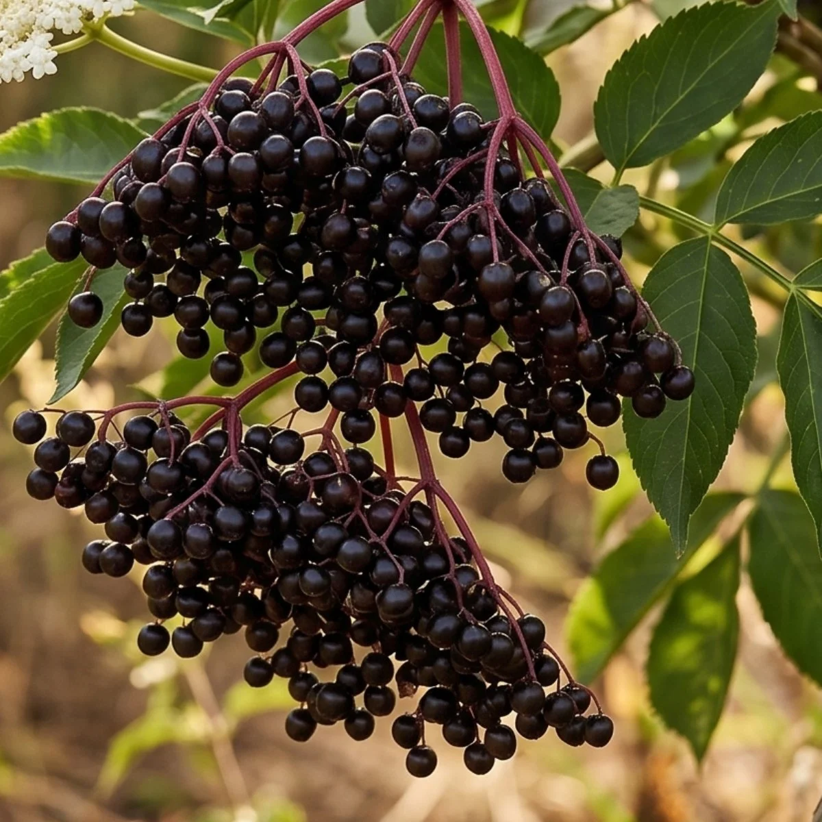 elderberry.jpg