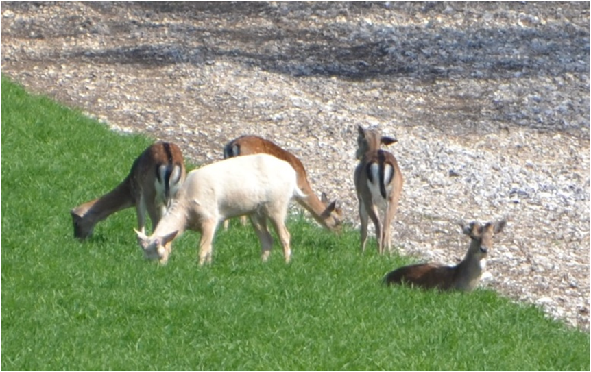 Butser Wildlife Watch May 2019
