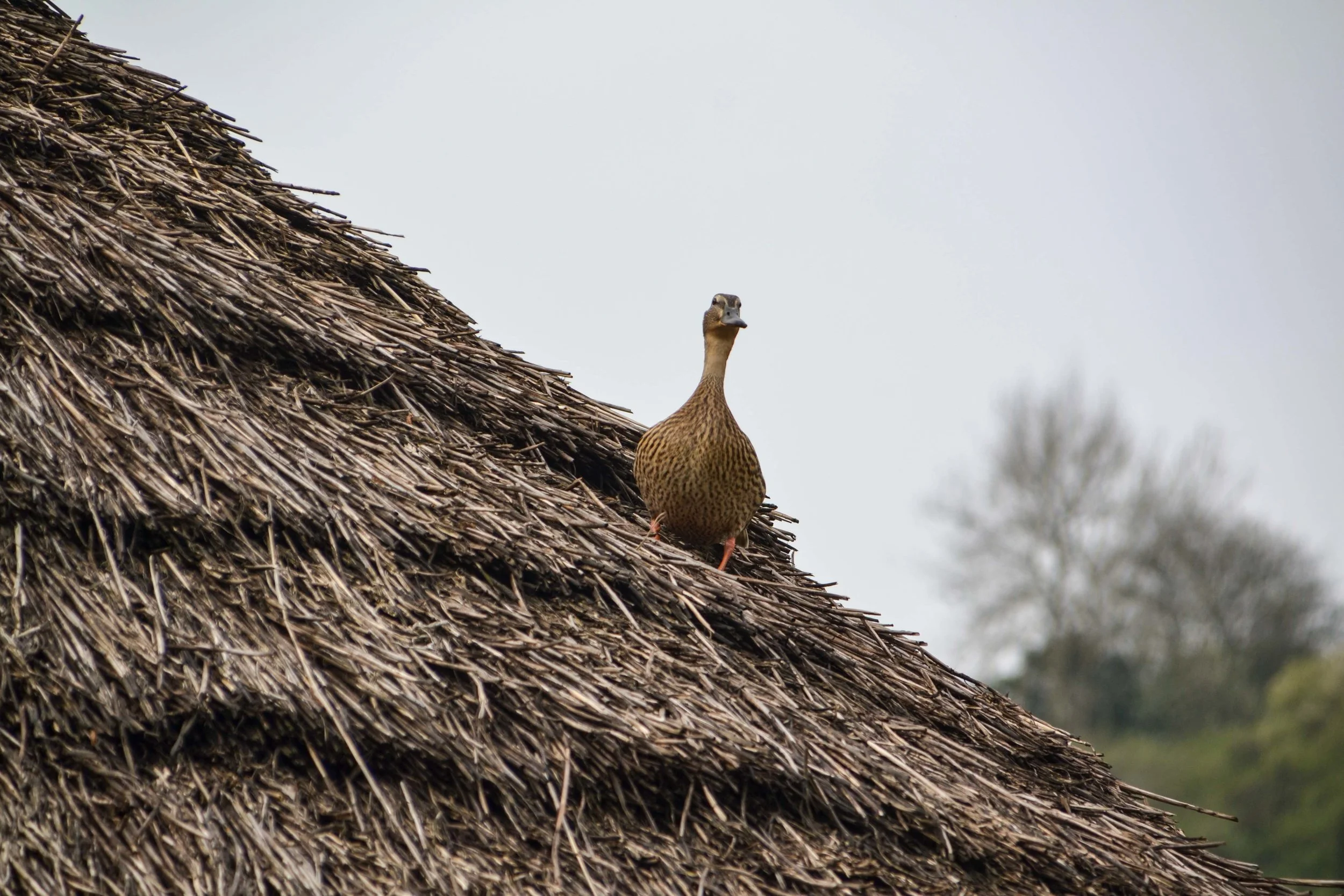 Butser Wildlife Watch April 2019
