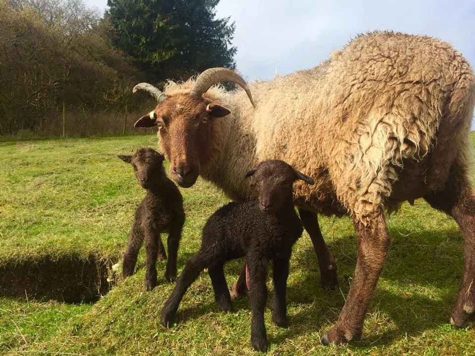 Butser Wildlife Watch March 2019