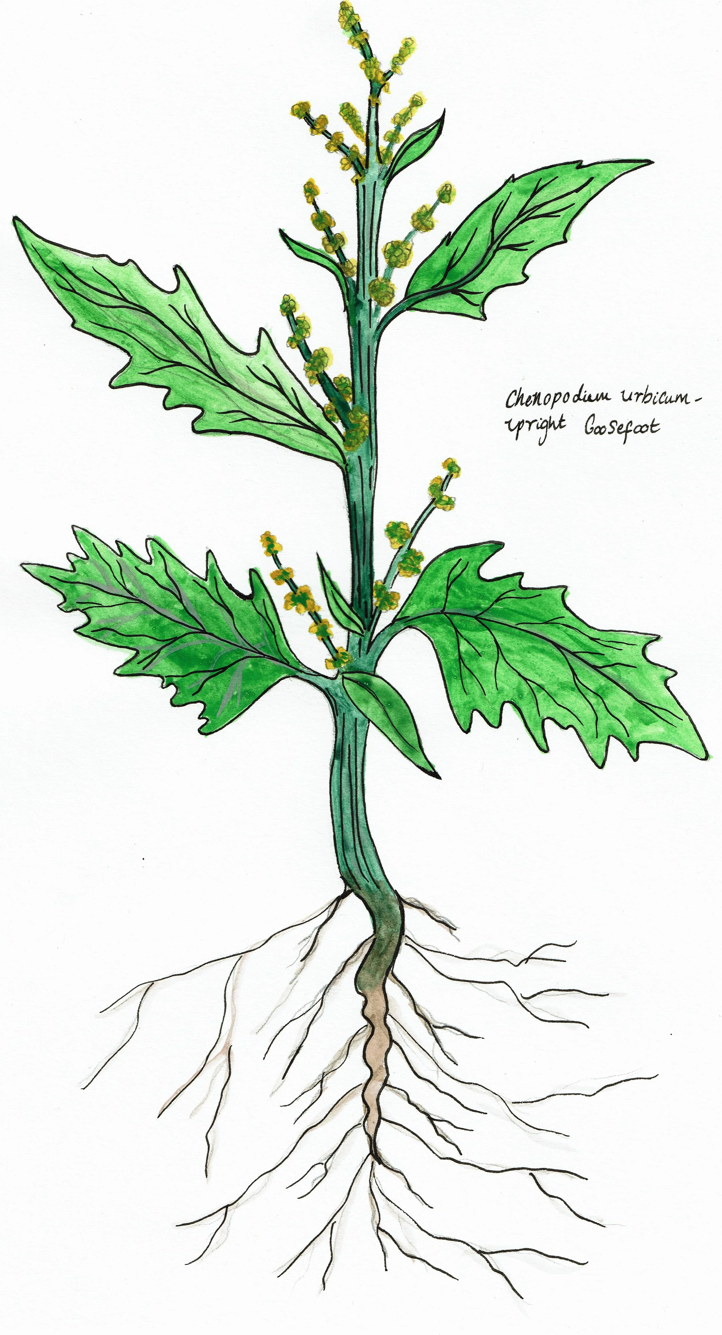 Ancient crops, strange fungus and witchcraft.