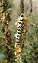 Wildlife Watch - The Striped Lychnis moth at Butser