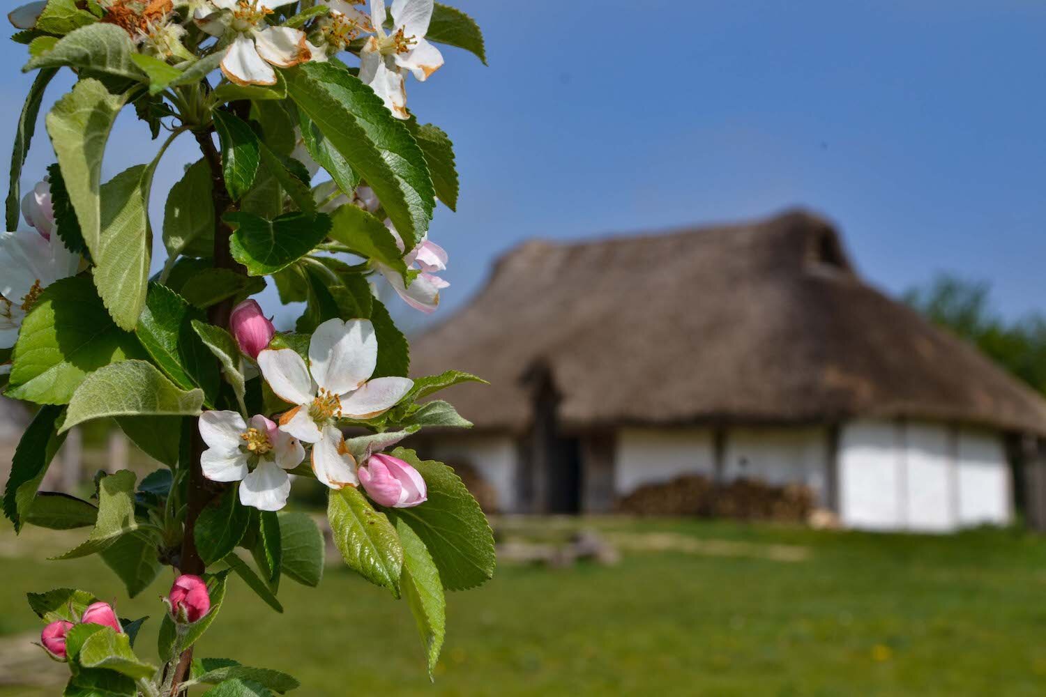 Butser Ancient Farm Saxon Hall with apple blossom