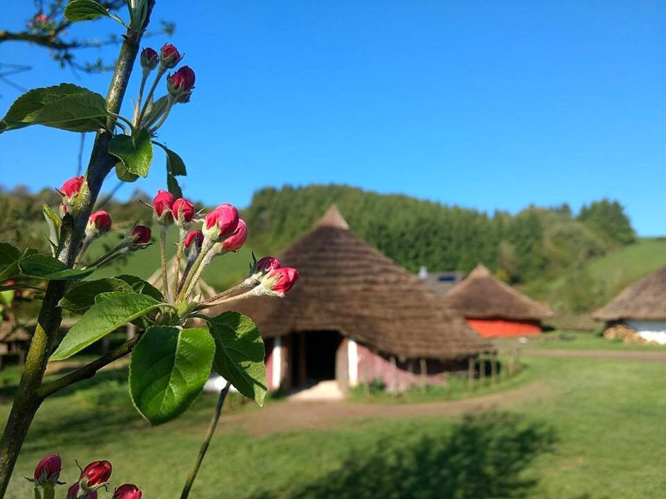 Butser Ancient Farm Iron Age Roundhouse with blossom