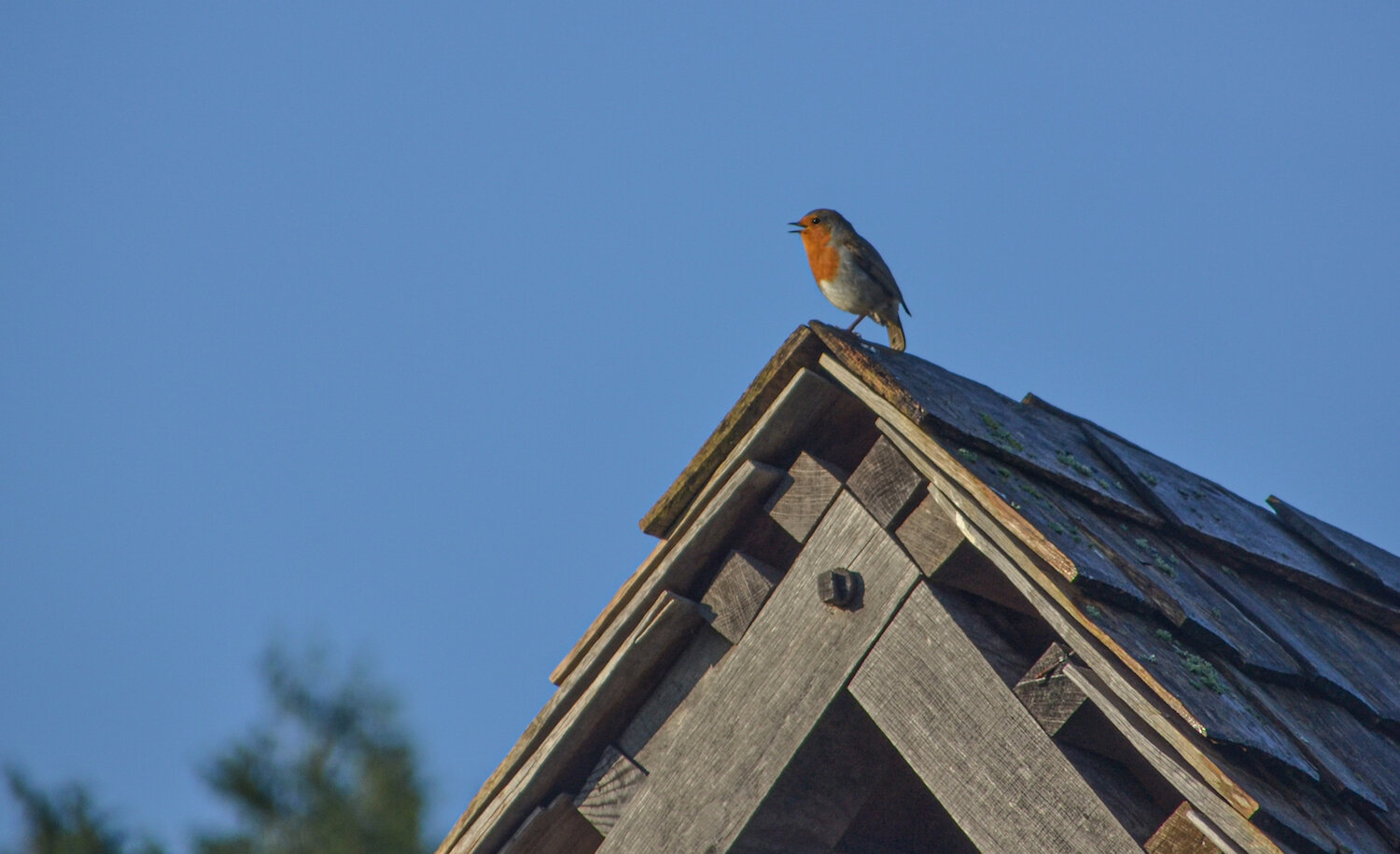 Butser Ancient Farm robin bird nature