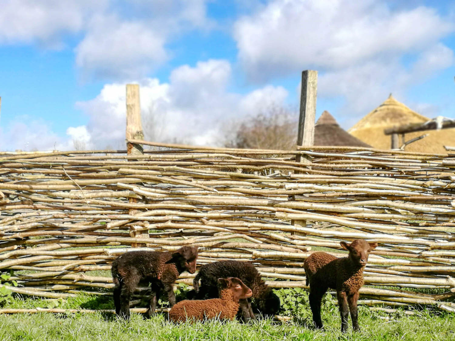 Butser Ancient Farm Manx Loaghtan Sheep lambs