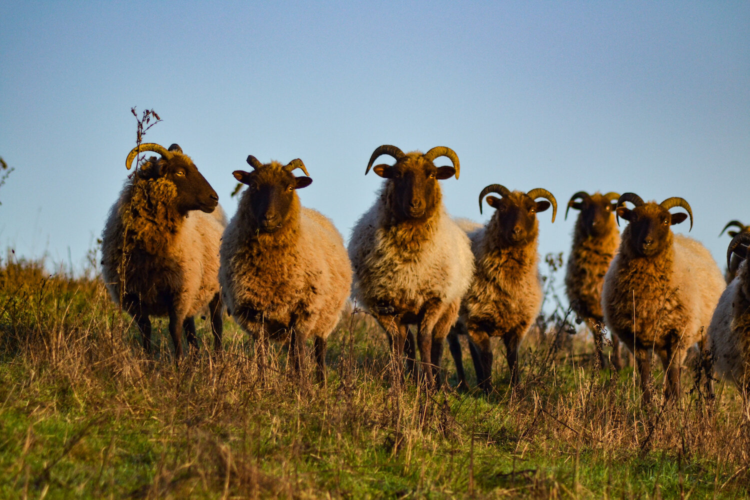 Butser Ancient Farm Manx Loaghtan Sheep
