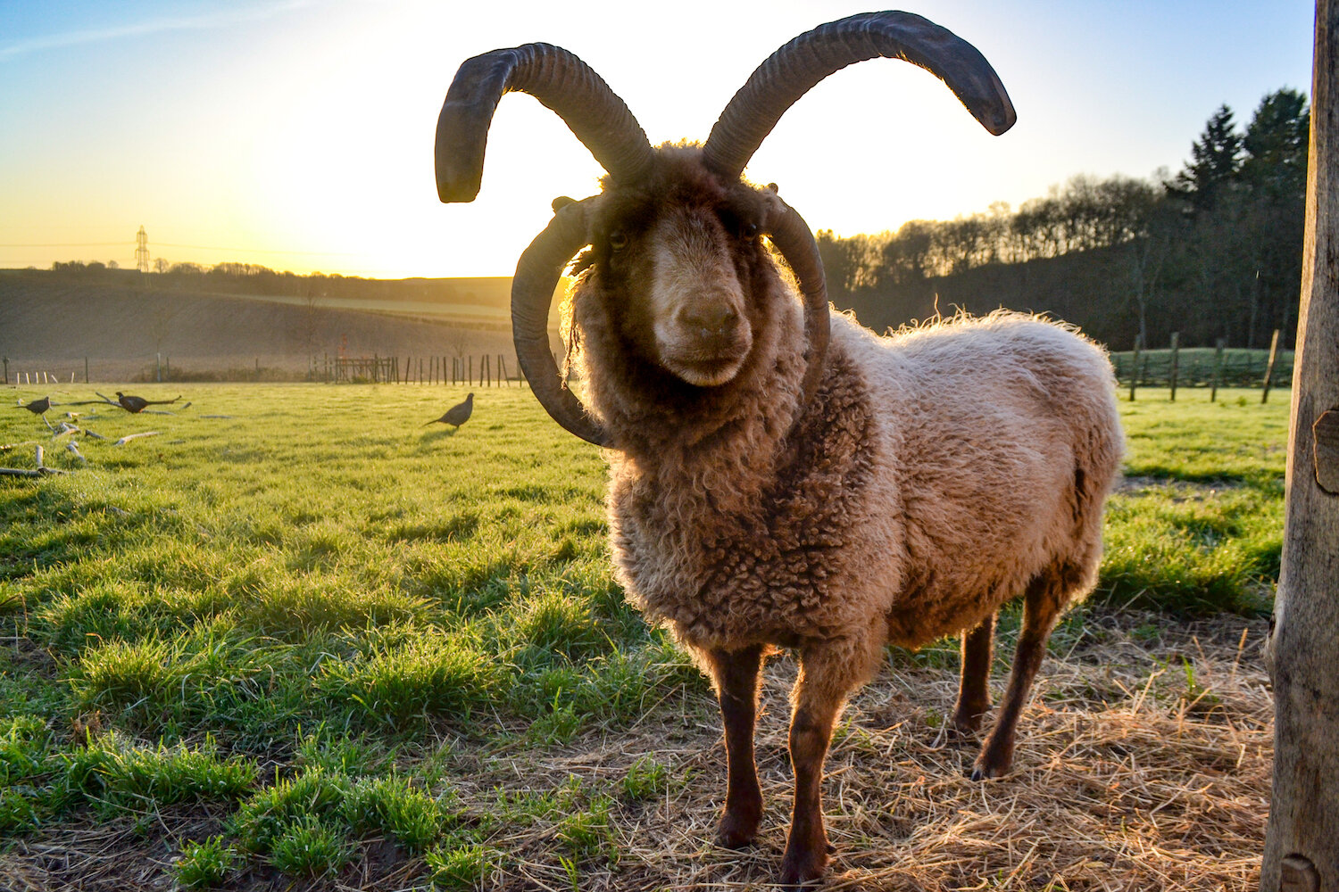 Butser Ancient Farm Manx Loaghtan Sheep ram