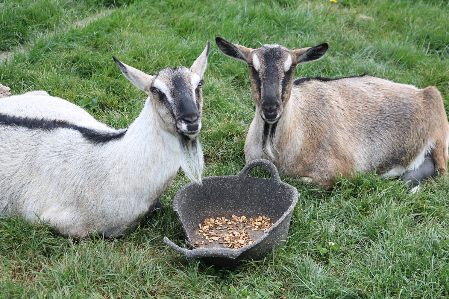 Butser Ancient Farm English Goats