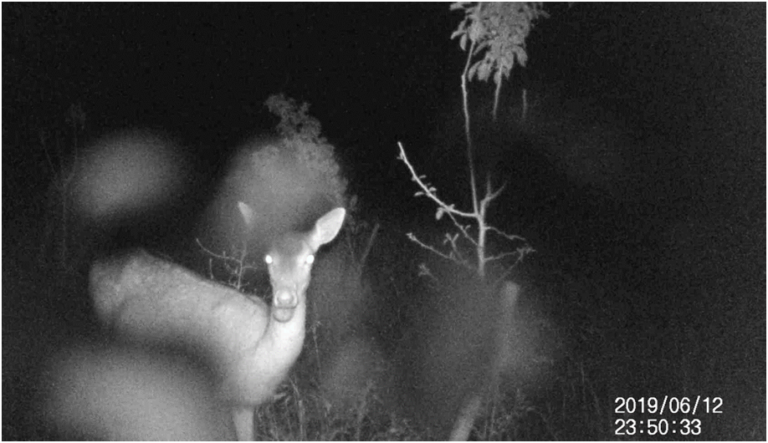 Butser Wildlife Watch - June 2019