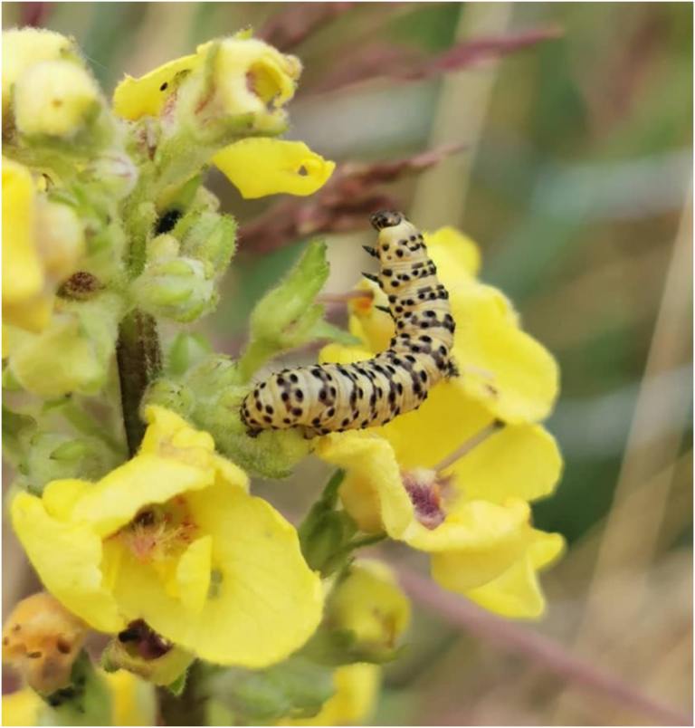 Butser Wildlife Watch - July 2019