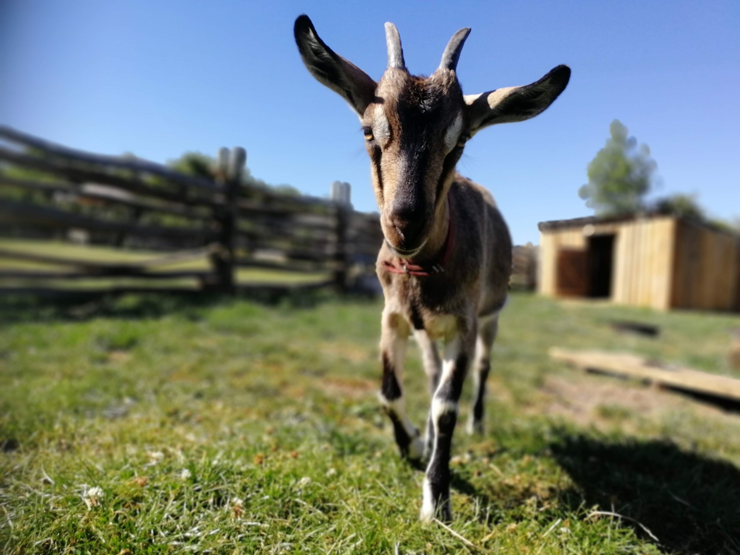 Butser Ancient Farm English Goat