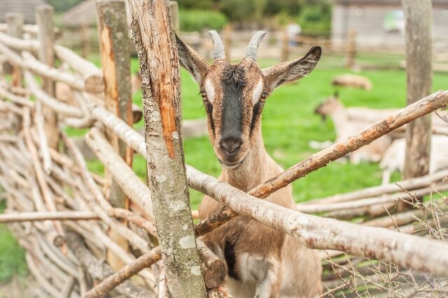 Butser Ancient Farm English Goat