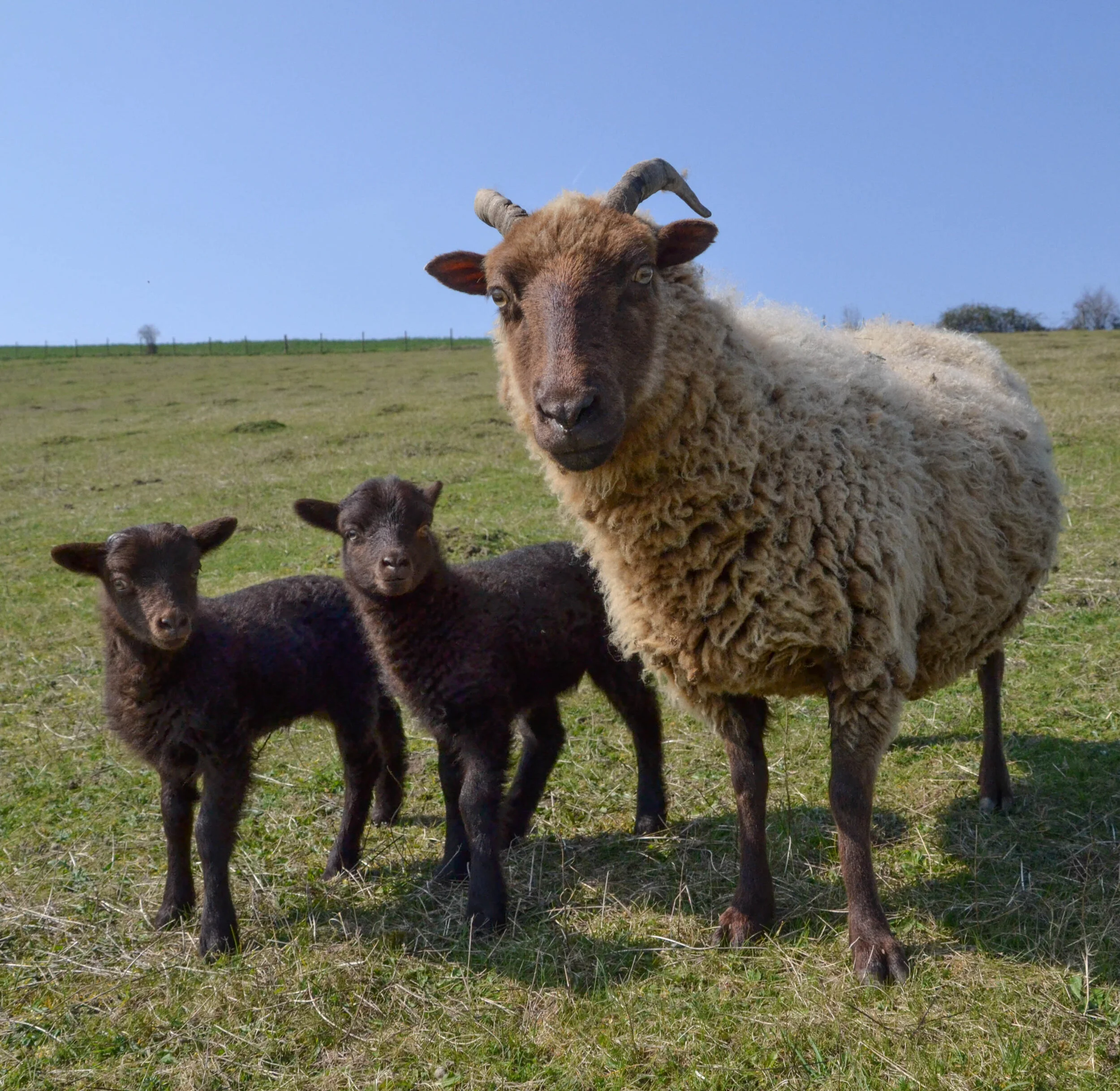 Easter Holidays at the Farm