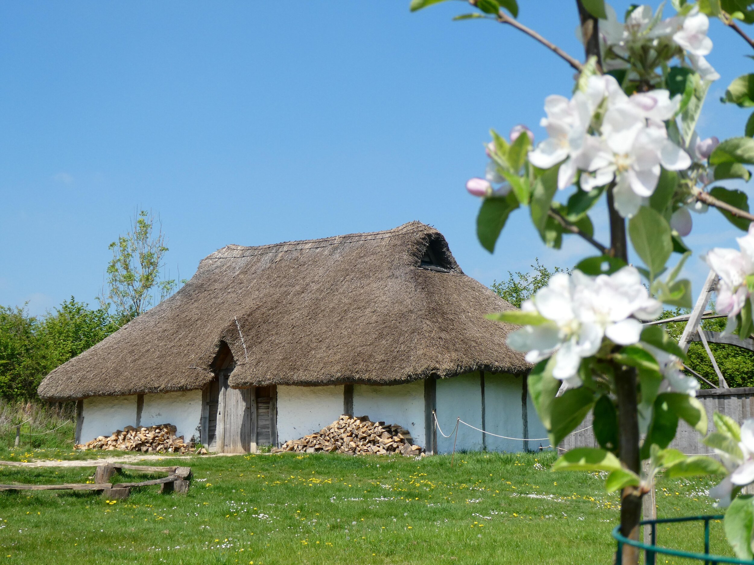 Apple Blossom in front of the Saxon Hall