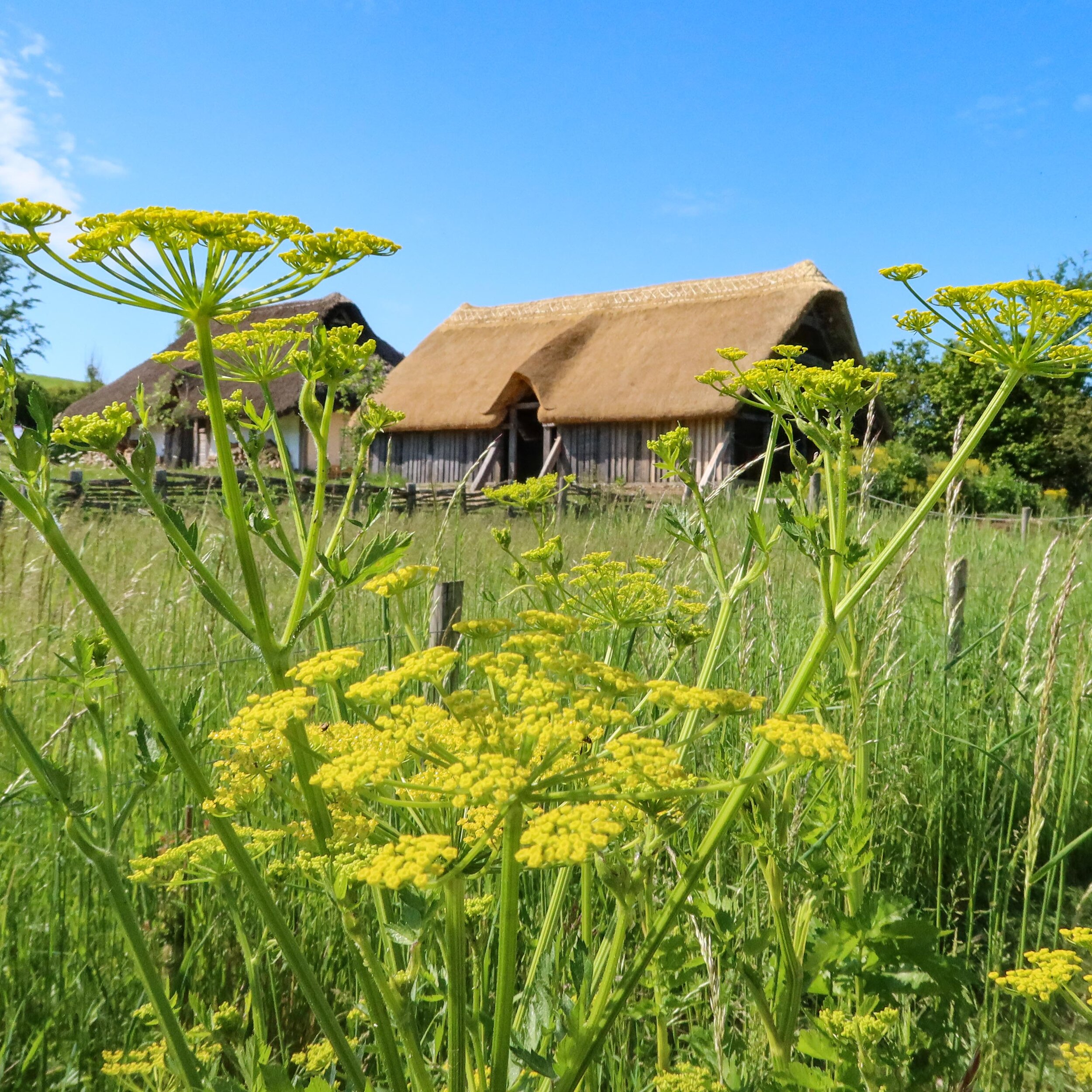 Saxon house and woad June 2021- photo Rachel Bingham-5303.jpg