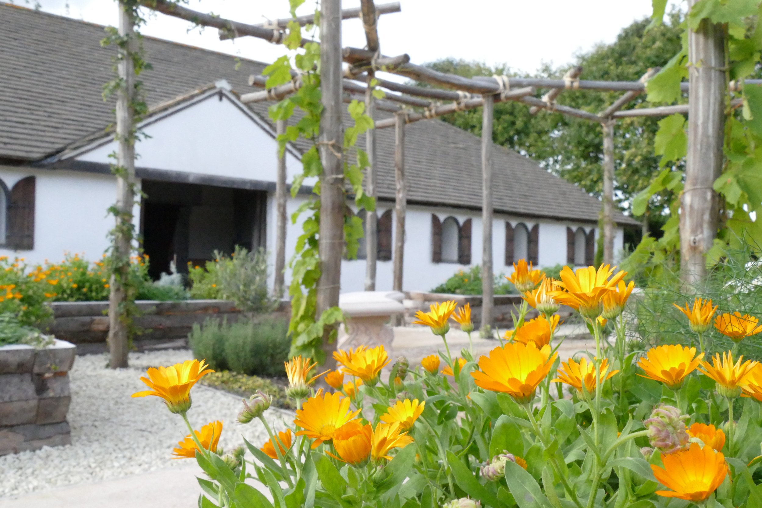 Calendula outside the villa