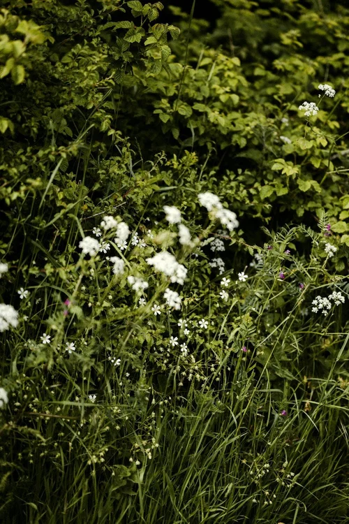 annie-spratt-nibbCdV1MOg-unsplash green.jpg