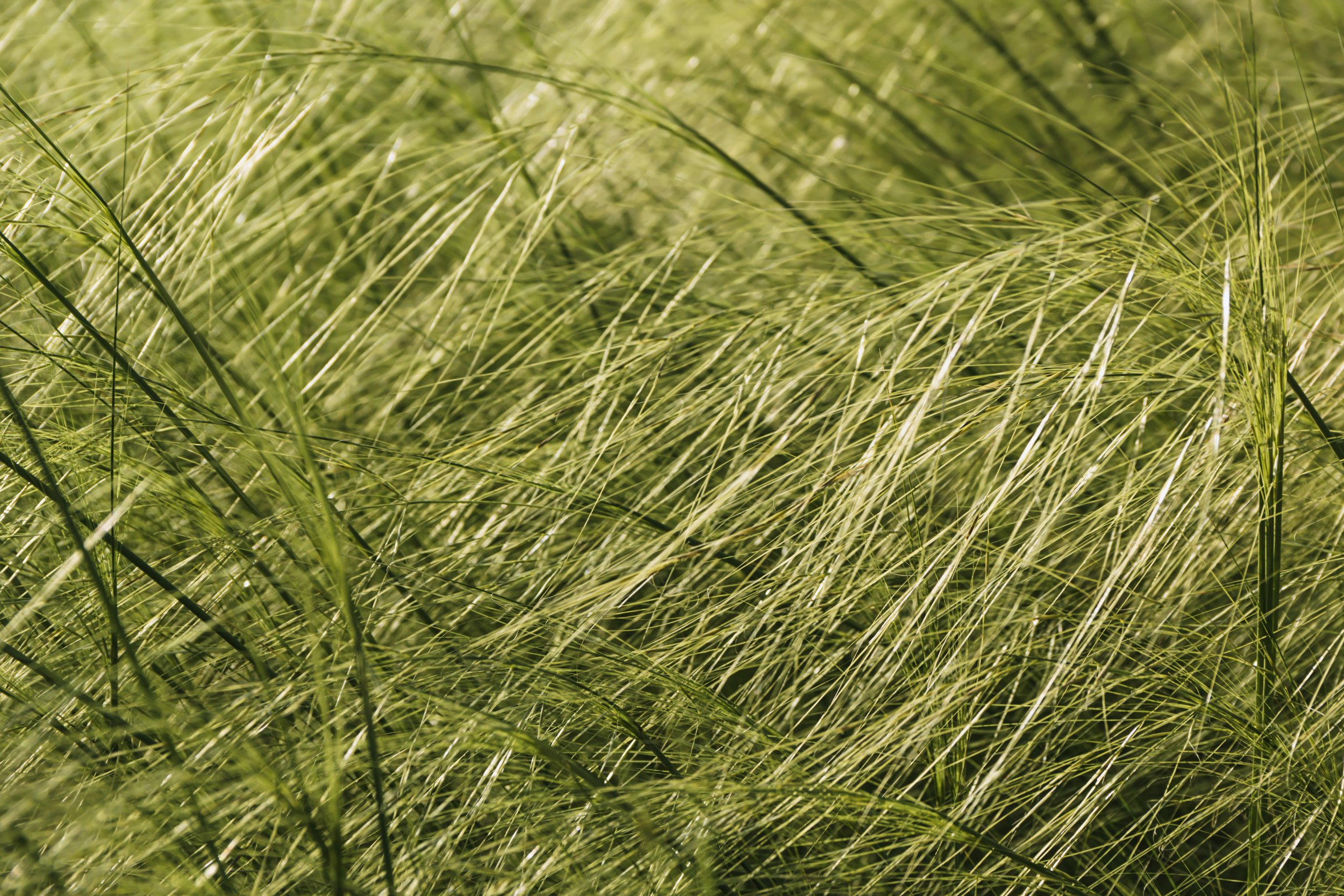 Grass-in-the-wind-756393.jpg