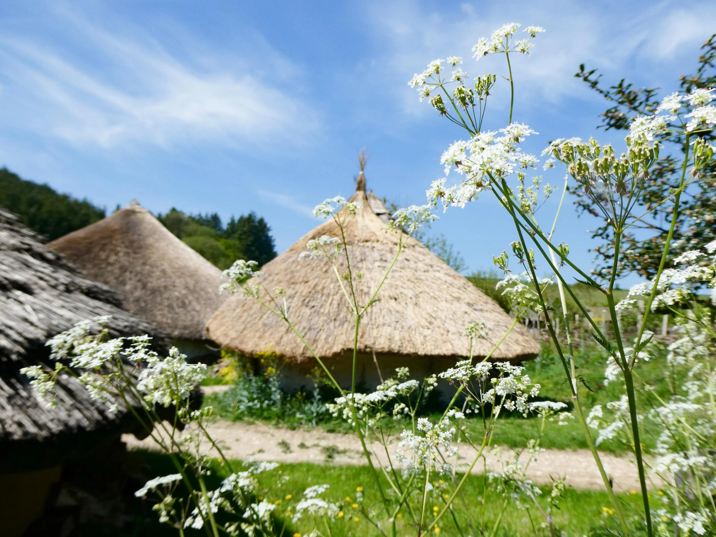 Butser spring april 2020 - photo  Rachel Bingham-1030731.jpg