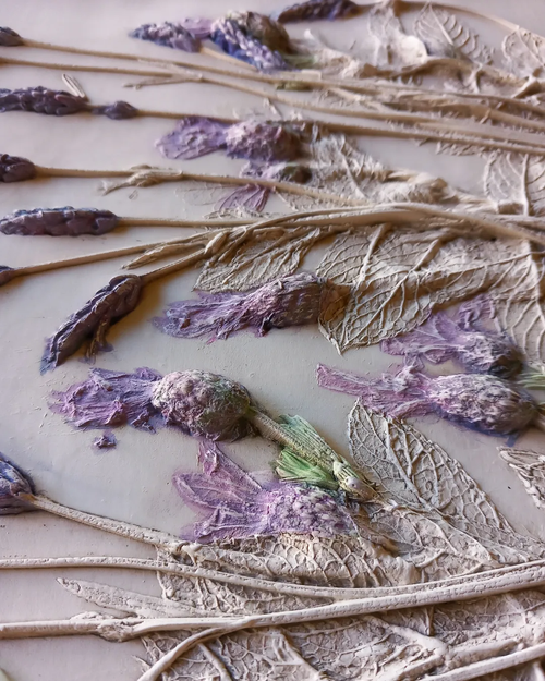 JosephineButler_Lavenderprocess (1).png