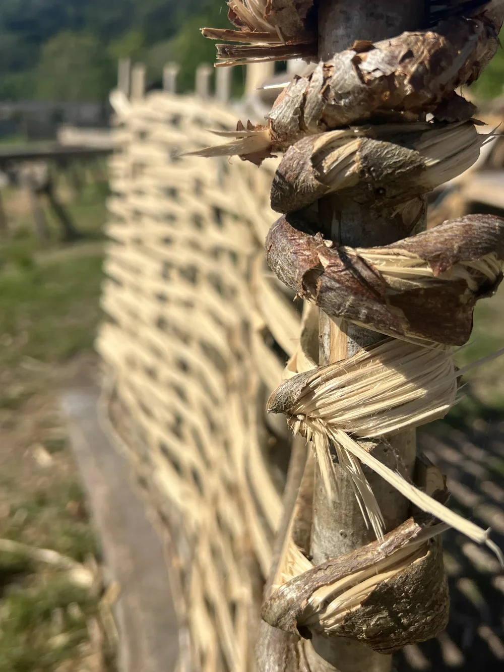 Photo+10-05-2025,+09+48+21Hazel+hurdle+twist2.webp