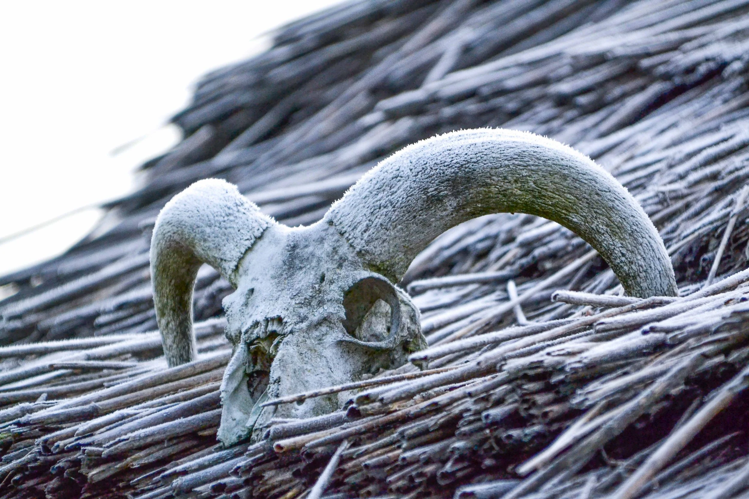 The Horns of Yule - A Winter Tale