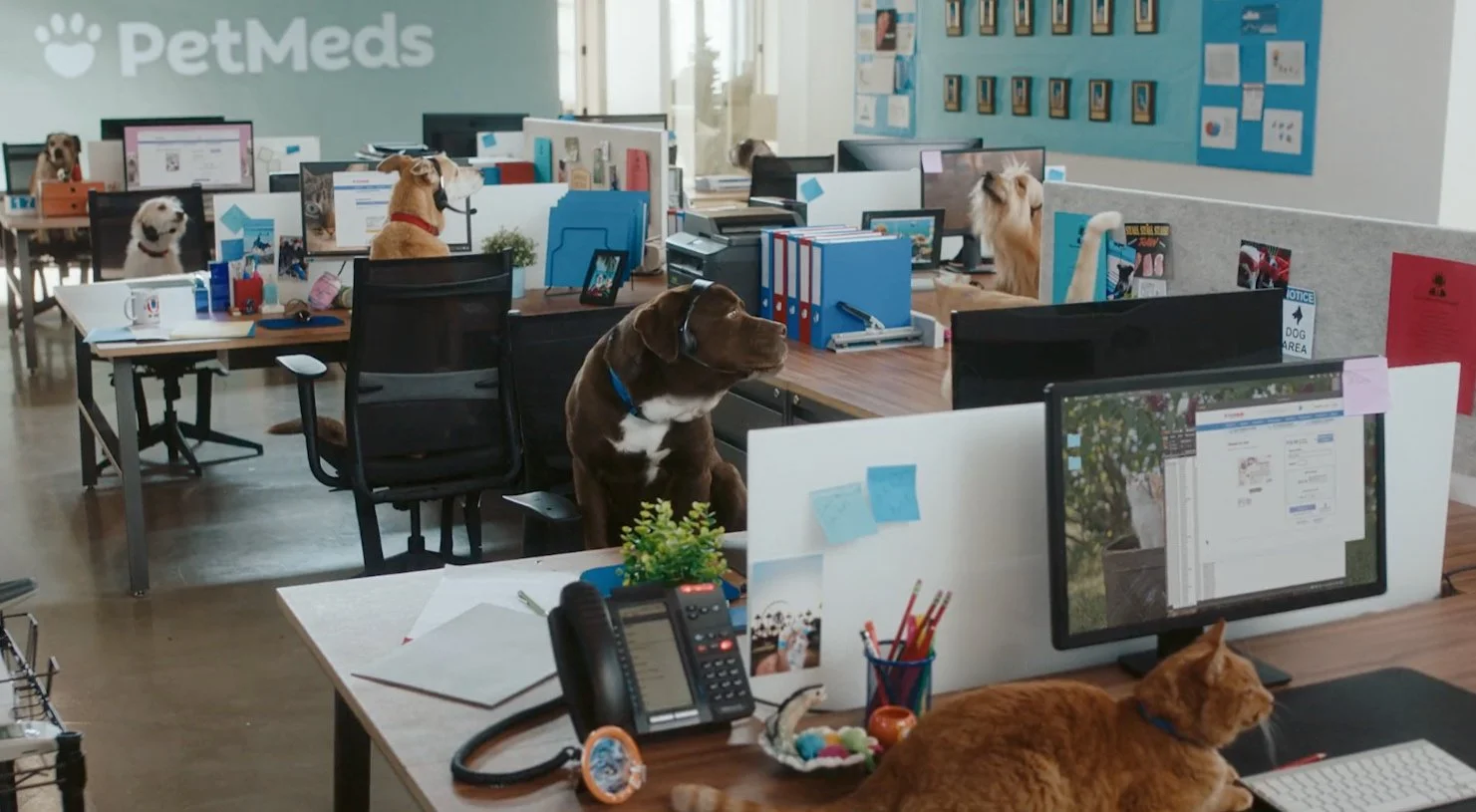 Petmeds - "Woof, I feel ya dog"