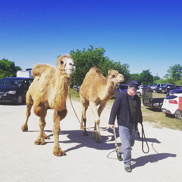 A boy and his camels