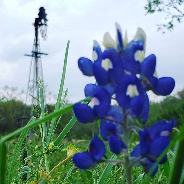 In other news...this is the current #flower situation at #museumoftexashandmadefurniture 
#windmill #nbtx #bluebonnet #poppy #wildflowers #newbraunfelstx #smallmuseum #everythingisblooming